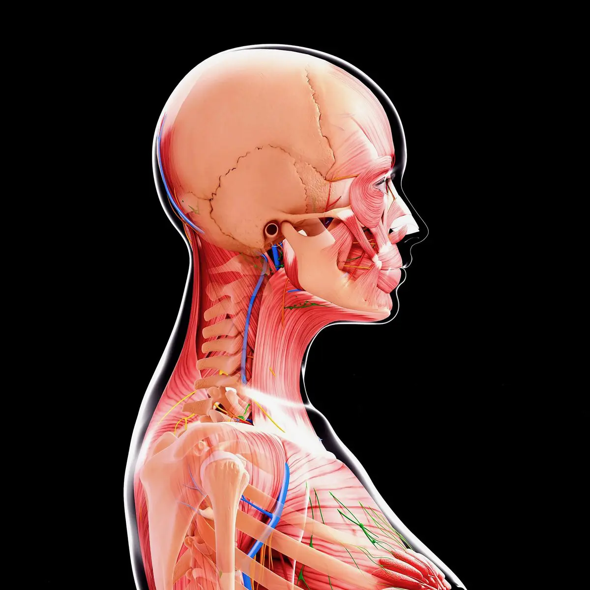 A side profile illustration of a person with transparent skin, revealing the skeleton and muscle tissue